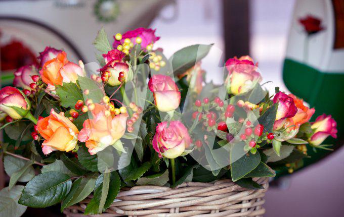 bloemen en planten vvbvanbree     1119